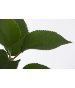 Winterapfel 'Goldparmäne' -Gartenbedarf Verkäufe 2024 7654999 PR DE 001 ApfelGoldparmaeneMalusBusch95LiteDehnerExpressZS