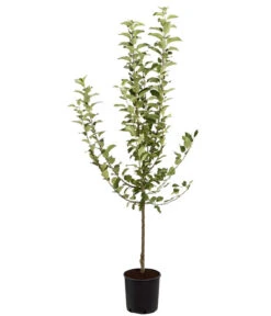 Winterapfel 'Goldparmäne' -Gartenbedarf Verkäufe 2024 7654999 PR FS 001 ApfelGoldparmaeneMalusBusch95LiteDehnerExpressZS