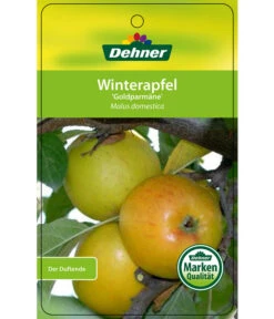 Winterapfel 'Goldparmäne' -Gartenbedarf Verkäufe 2024 7654999 WinterapfelGoldparmaere Etikett 1
