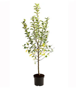Apfel-Duo 'Goldparmäne'/'Alkmene' -Gartenbedarf Verkäufe 2024 7655111 PR FS 001 ApfelDuoGolparmaeneAlkmeneMalus95LiterDehnerExpressHerzig