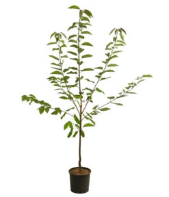 Süßkirsche 'Große Prinzessin' -Gartenbedarf Verkäufe 2024 7657570 WE FS 001 PrunusKirscheGrossePrinzessin