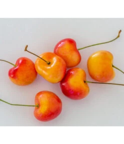 Kirschen-Duo 'Regina/Napoleon' -Gartenbedarf Verkäufe 2024 7657570 WE MO 001 SuesskirscheGrossePrinzessinPixabay 1