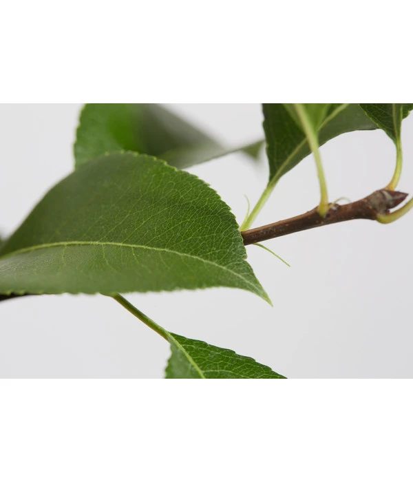 Sommerbirne 'Gute Luise' 6 Sommerbirne 'Gute Luise' – Bild 4