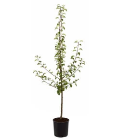 Sommerbirne 'Gute Luise' 11 Sommerbirne 'Gute Luise' -Gartenbedarf Verkäufe 2024 7658578 PR FS 001 BirneGuteLuisePyrusBusch95LiterDehnerExpressZS