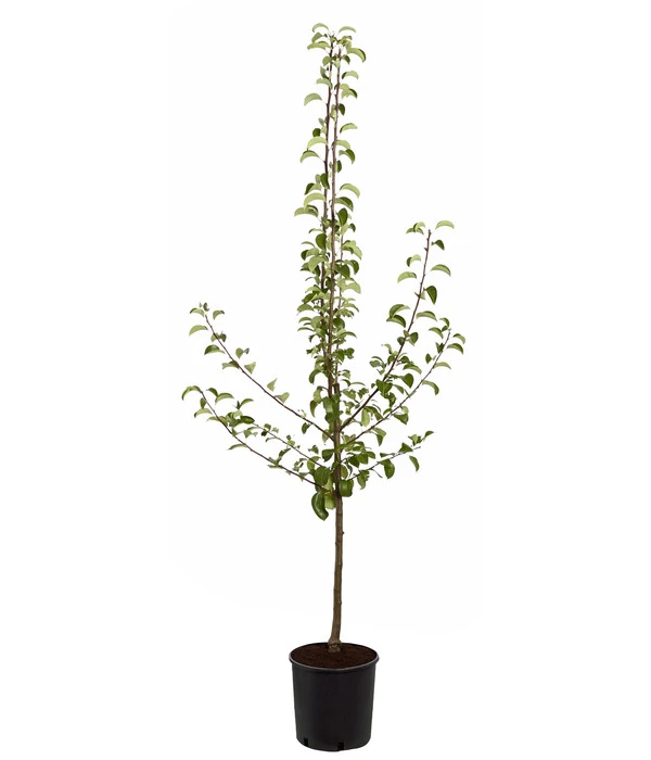 Sommerbirne 'Gute Luise' 5 Sommerbirne 'Gute Luise' – Bild 3