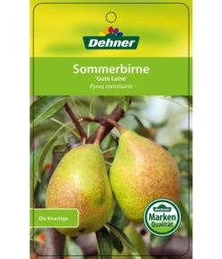Sommerbirne 'Gute Luise' 14 Sommerbirne 'Gute Luise' -Gartenbedarf Verkäufe 2024 7658578 SommerbirneGuteLuise Etikett 1