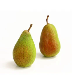 Sommerbirne 'Gute Luise' 10 Sommerbirne 'Gute Luise' -Gartenbedarf Verkäufe 2024 7658578 WE DE 005 BirneGuteLuiseDehnerExpressHerzig