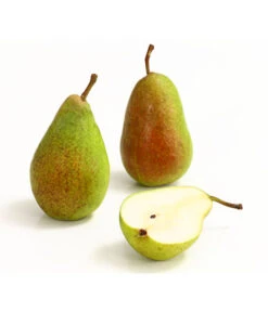 Sommerbirne 'Gute Luise' 13 Sommerbirne 'Gute Luise' -Gartenbedarf Verkäufe 2024 7658578 WE DE 006 BirneGuteLuiseDehnerExpressHerzig