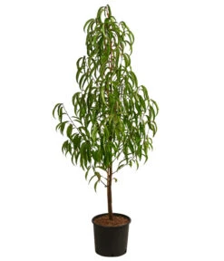 Nektarine, Verschiedene Sorten -Gartenbedarf Verkäufe 2024 7662620 WE FS 001 PrunusNektarineEinjaehrigDehnerExpressHerzig