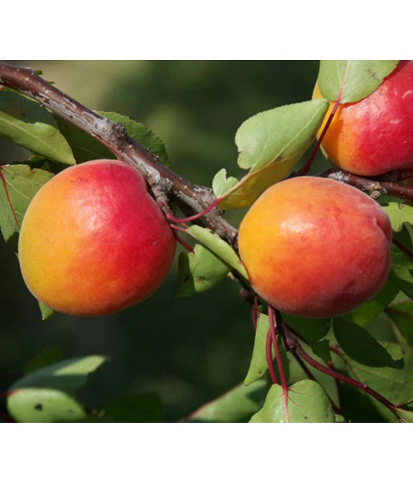 Dehner Aprikose 'Orangered' 3 Dehner Aprikose 'Orangered'