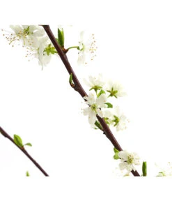 Zwetschge 'Haroma' -Gartenbedarf Verkäufe 2024 7662703 WE DE 001 ZwetschgeHaromaDehnerExpressHerzig