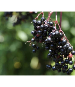 Holunder 'Black Tower' -Gartenbedarf Verkäufe 2024 7662810 PR MO 002 HolunderBlackTower