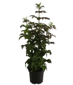 Holunder 'Black Tower' -Gartenbedarf Verkäufe 2024 7662810 WE FS 001 SambucusBlackTowerSaeulenholunderDehnerExpressHerzig