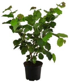 Haselnuss 'Hallesche Riesen' -Gartenbedarf Verkäufe 2024 7662943 WE FS 001 CorylusHaselnussHallescheRiesen