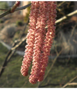 Dehner Haselnuss 'Rote Zellernuss' -Gartenbedarf Verkäufe 2024 7663073 PR 001 CoryllusHaselnussPixabay