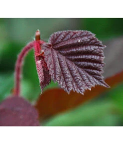 Dehner Haselnuss 'Rote Zellernuss' -Gartenbedarf Verkäufe 2024 7663073 PR DE 002 CoryllusHaselnussPixabay