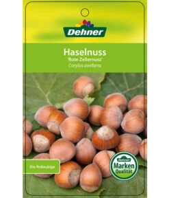 Dehner Haselnuss 'Rote Zellernuss' -Gartenbedarf Verkäufe 2024 7663073 HaselnussRoteZellernuss Etikett 1