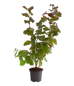 Dehner Haselnuss 'Rote Zellernuss' -Gartenbedarf Verkäufe 2024 7663073 PR FS 002 RottblaettrigeZellernussBusch5LiterDehnerExpressHerzig