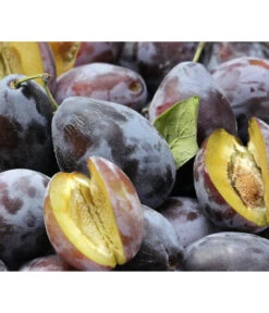 Zwetschgen-Duo 'Hauszwetsche'/'Oullins Reneklode' -Gartenbedarf Verkäufe 2024 7663586 PR DE 001 PrunusPflaumeHauszwetschgePixabay 1