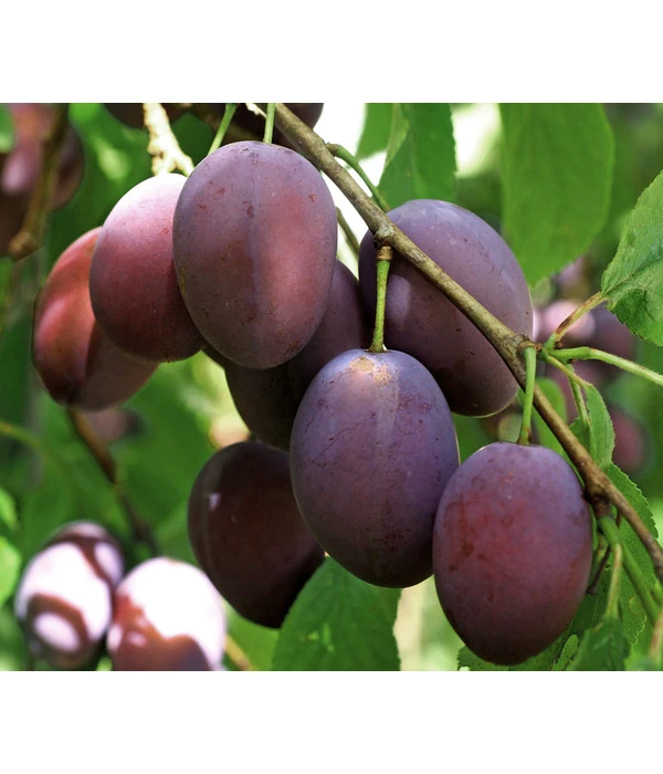 Hauszwetschge 3 Hauszwetschge