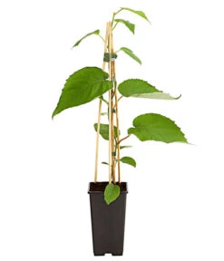 Dehner Kiwi 'Hayward', Weiblich -Gartenbedarf Verkäufe 2024 7664394 PR FS 002 KiwiHaywardActinida2LiterDehnerExpressHerzig