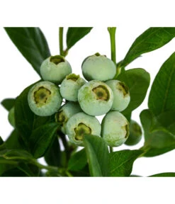 Heidelbeere 'Duke' -Gartenbedarf Verkäufe 2024 7665219 WE DE 003 VacciniumHeidelbeereDuke3L