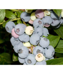 Heidelbeere 'Elliot'