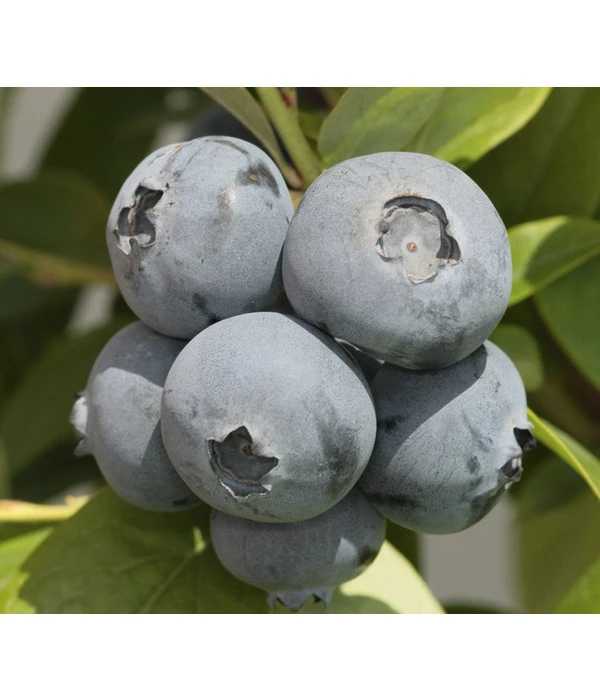 Heidelbeere 'Bonus' 3 Heidelbeere 'Bonus'