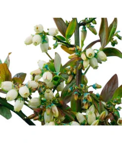 Heidelbeere 'Goldtraube' 15 Heidelbeere 'Goldtraube' -Gartenbedarf Verkäufe 2024 7665318 PR DE 002 HeidelbeereGoldtraubeHeidelbeereGoldtraubeBusch