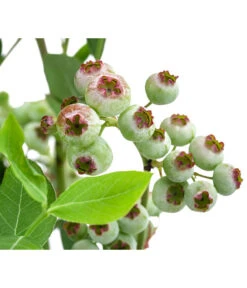 Heidelbeere 'Goldtraube' 14 Heidelbeere 'Goldtraube' -Gartenbedarf Verkäufe 2024 7665318 WE DE 003 VacciniumHeidelbeereGoldtraube3L