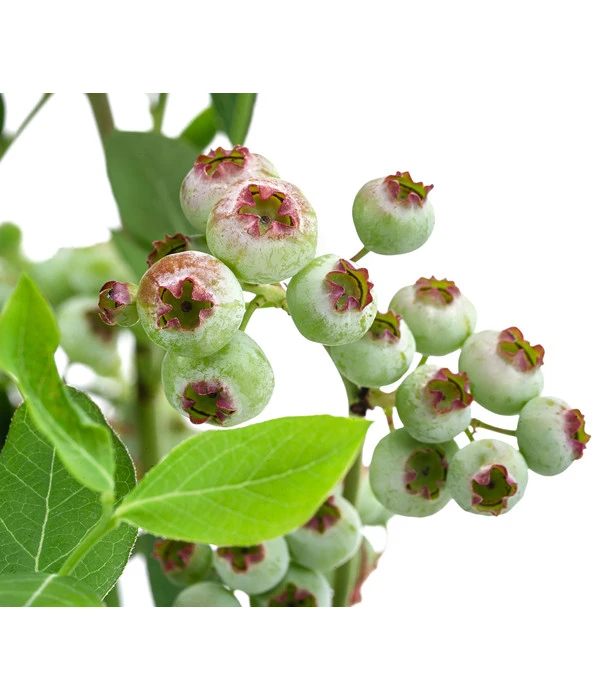 Heidelbeere 'Goldtraube' 8 Heidelbeere 'Goldtraube' – Bild 6