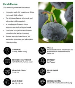 Heidelbeere 'Goldtraube' 13 Heidelbeere 'Goldtraube' -Gartenbedarf Verkäufe 2024 7665318 WE IG 001 HeidelbeereVacciniumcorymbosumGoldtraube