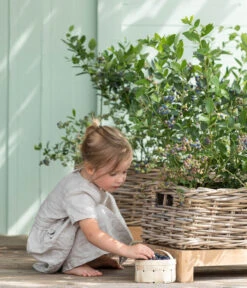 Heidelbeere 'Goldtraube' 12 Heidelbeere 'Goldtraube' -Gartenbedarf Verkäufe 2024 7665318 WE MO 001 HeidelbeereGoldtraube