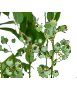 Dehner Heidelbeere 'Bluecrop' -Gartenbedarf Verkäufe 2024 7665409 WE DE 005 VacciniumHeidelbeereBluecrop3L