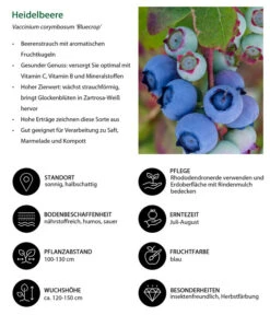 Dehner Heidelbeere 'Bluecrop' -Gartenbedarf Verkäufe 2024 7665409 WE IG 001 HeidelbeereVacciniumcorymbosumBlueCrop