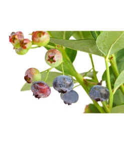 Dehner Gourmet Garten Heidelbeere 'Spartan' -Gartenbedarf Verkäufe 2024 7665508 PR DE 002 GourmetGartenHeidelbeereSpartan3LiterDehnerExpressHerzig