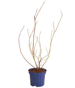 Dehner Gourmet Garten Heidelbeere 'Spartan' -Gartenbedarf Verkäufe 2024 7665508 WE FS 001 GGHeidelbeereSparten3L