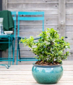 Dehner Gourmet Garten Heidelbeere 'Spartan' -Gartenbedarf Verkäufe 2024 7665508 WE MO HeidelbeereSpartan