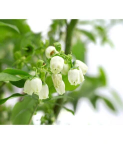 Heidelbeer-Drilling -Gartenbedarf Verkäufe 2024 7665631 WE DE 001 VacciniumHeidelbeerDrilling10L