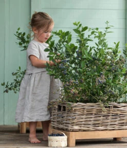 Heidelbeer-Drilling -Gartenbedarf Verkäufe 2024 7665631 WE MO 001 HeidelbeerDrilling