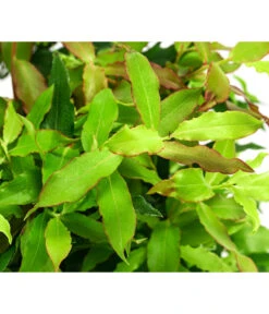 4-Monats-Heidelbeere 'Lucky Berry®' -Gartenbedarf Verkäufe 2024 7665847 WE DE 04 VacciniumHeidelbelbeereLuckyBerry5L