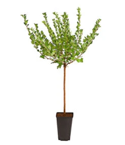 Stachelbeere 'Hinnonmäki', Stämmchen -Gartenbedarf Verkäufe 2024 7668502 PR FS 002 StachelbeereHinnomaekiRotFussstammDehnerExpressHerzig