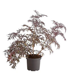 Holunder 'Black Lace' -Gartenbedarf Verkäufe 2024 7670896 PR FS 001 HolunderBlackLaceEvaBusch5LiterDehnerExpressHerzig