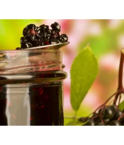 Holunder 'Black Lace' -Gartenbedarf Verkäufe 2024 7670896 WE MO 003 Holunder