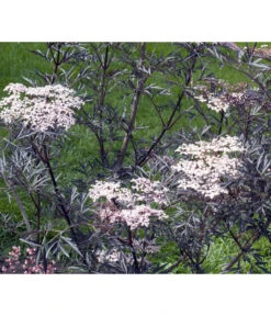 Holunder 'Black Lace' -Gartenbedarf Verkäufe 2024 7670896 WE MO 004 HolunderBlackLace