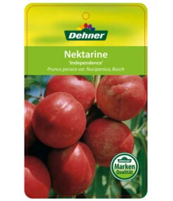 Dehner Nektarine 'Independence' -Gartenbedarf Verkäufe 2024 7687304 NektarineIndependence Etikett 1
