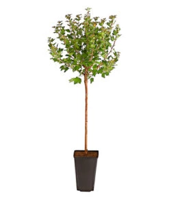 Stachelbeere 'Invicta', Stämmchen -Gartenbedarf Verkäufe 2024 7688716 PR FS 002 StachelbeereInvictaFussstammDehnerExpressHerzig