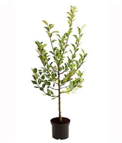 Apfel-Duo 'Elstar/James Grieve' -Gartenbedarf Verkäufe 2024 7690068 PR FS 001 ApfelDuoJamesGrieveElstar95LiterDehnerExpressHerzig