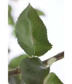 Winterapfel 'Jonagold' 11 Winterapfel 'Jonagold' -Gartenbedarf Verkäufe 2024 7691645 PR DE 001 ApfelJonagoldMalusBusch95LiterDehnerExpressZS