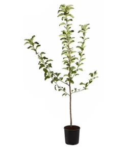 Winterapfel 'Jonagold' 10 Winterapfel 'Jonagold' -Gartenbedarf Verkäufe 2024 7691645 PR FS 001 ApfelJonagoldMalusBusch95LiterDehnerExpressZS